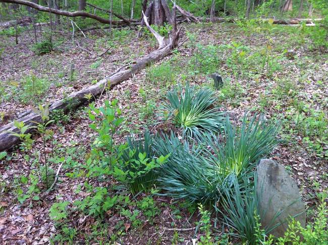A plot of unmarked graves