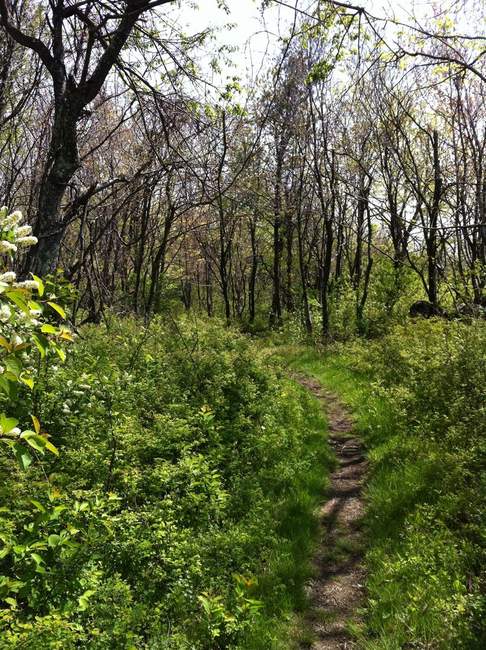 The trail. Ahhh, the trail.