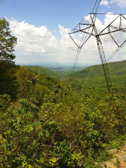 Nature trying to take over the power lines