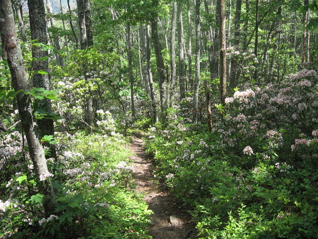 We encounter some beautiful flowers shortly after starting