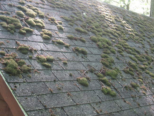 Moss covers the top of Bailey Gap Shelter