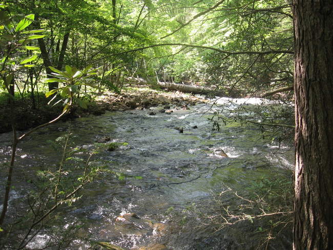 The stream is full and moving fast!