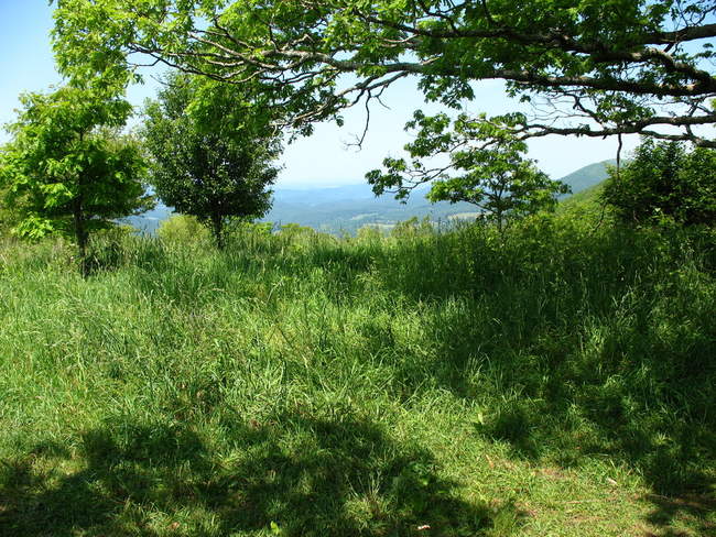 Beneath the tree everyone wanted to climb
