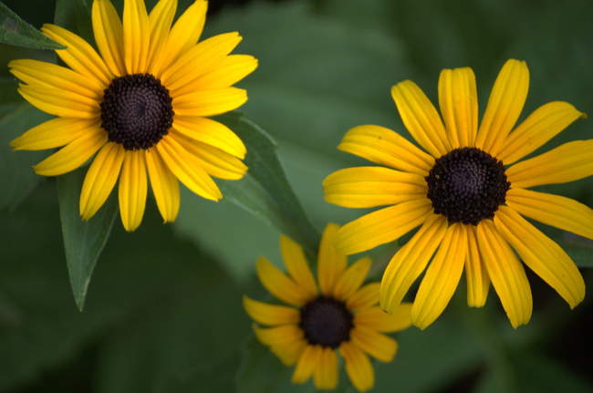 A few black-eyed susans