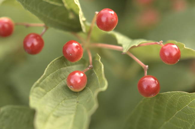 Red berries on our holly tree