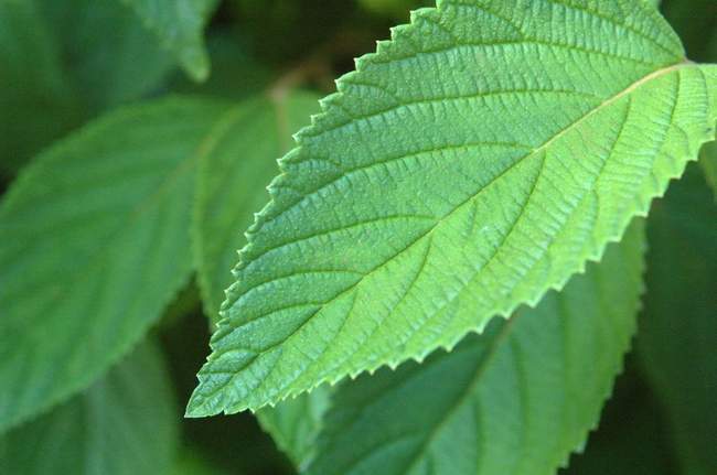 Things are looking green!