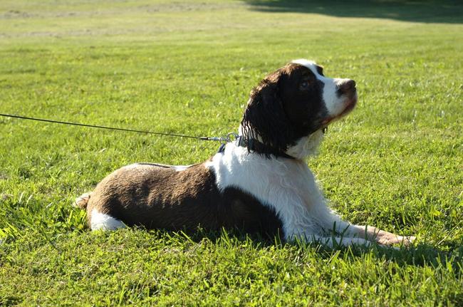 Rico hangs out in the yard
