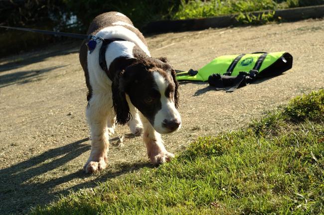 Rico is content to be wet near the dock