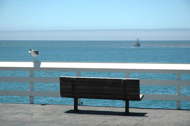 A seagull looks at the fishing boat just offshore