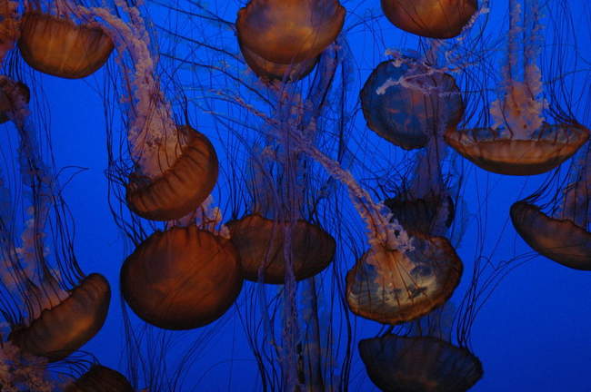 Jellies!