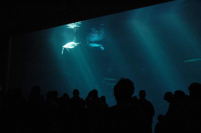 Onlookers at the aquarium