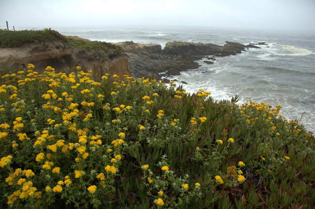 Beautiful wildflowers and succulents 