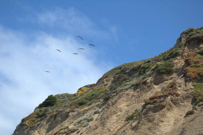 Birds are unaware of the horrible fog just north, it seems.