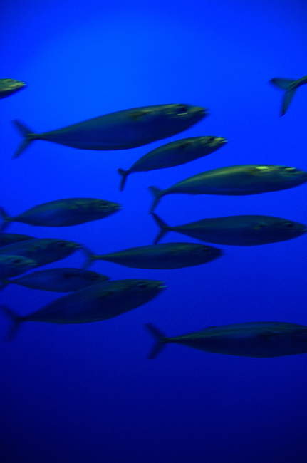 A small group of fish at Monterey Aquarium