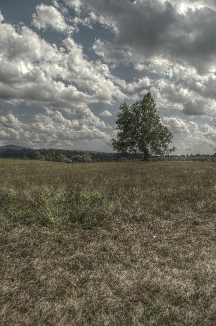 HDR of the tree outside Swedenburg Estate Vineyard