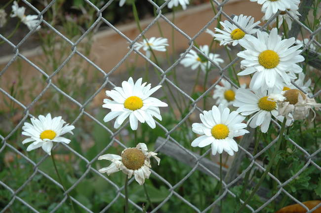 Despite the harsh weather and persistent fog, these guys seem to thrive!