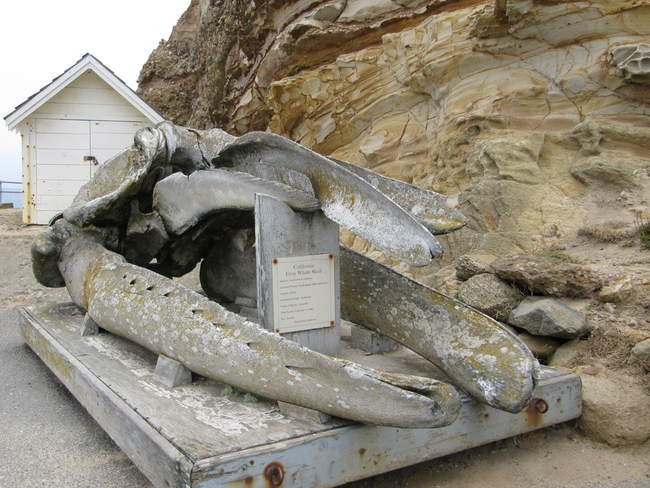 Whale skull