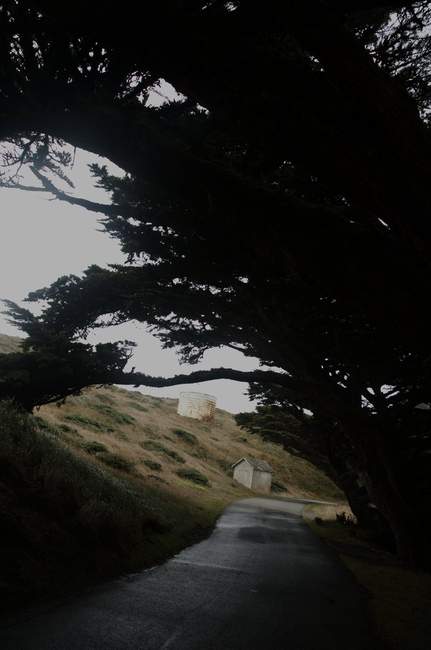 Cypress trees bent from the wind