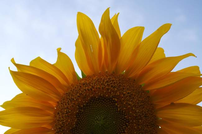 Sunflower closeup