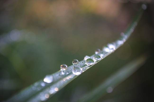 Dew hanging out on a plant leaf