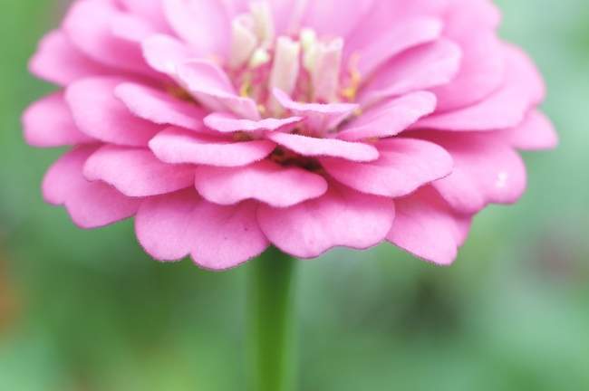 Stacked pink petals