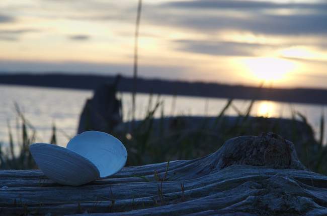 The oyster shell I found and saved for Layla