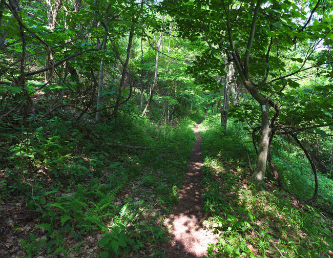 The morning trail on Day 1