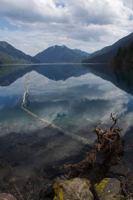 Fallen tree in Lake Crescent Fallen tree in Lake Crescent