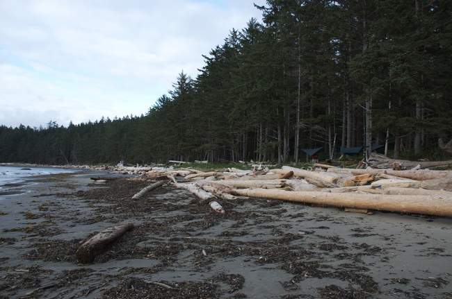 Dangling on the beach of the Pacific Dangling on the beach of the Pacific
