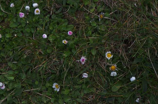 Wild flowers on top of the rocky outcropping Wild flowers on top of the rocky outcropping