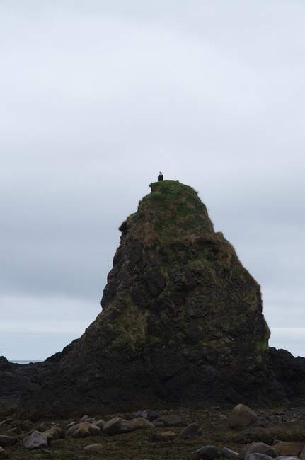 Bald Eagle! Bald Eagle!