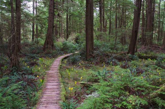 Ozette Trail Ozette Trail