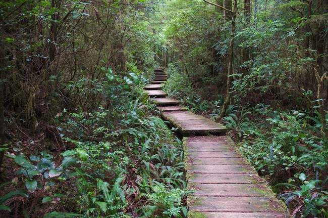 Ozette Trail Ozette Trail
