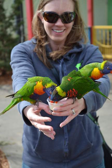 K is harassed by birds