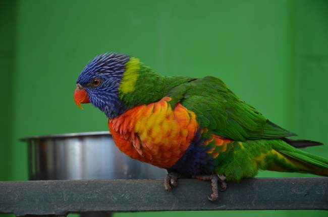 One of the offenders