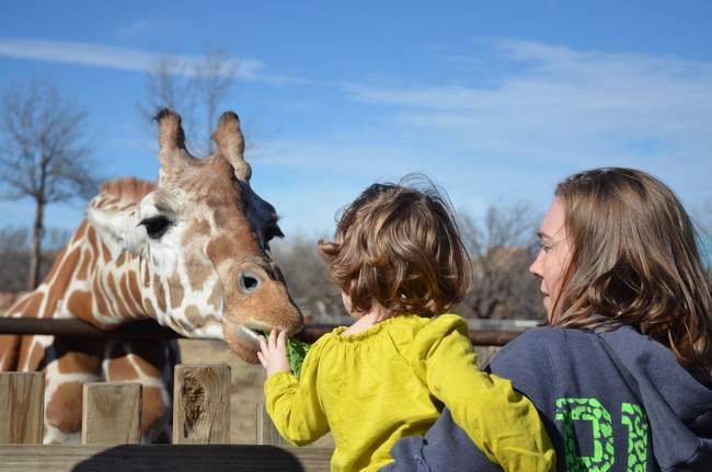 L-bean feeds the giraffe