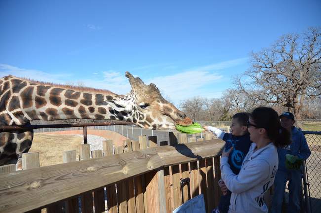 E-bean feeds the giraffe