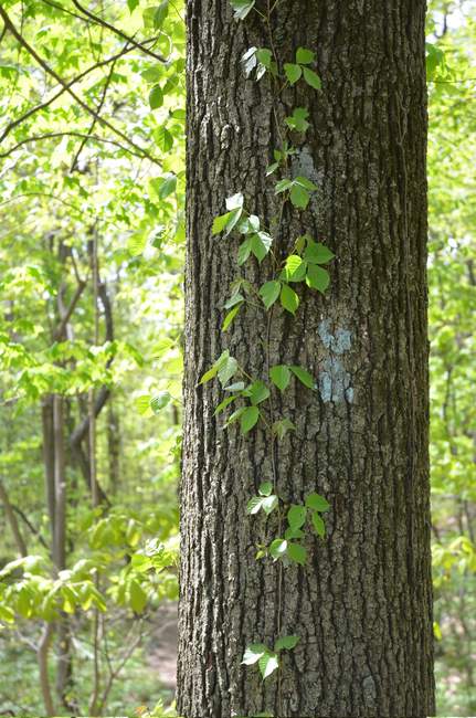 This way to the spring...only a half mile downhill :D