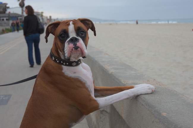 This guy wanted to see the beach as much as we did!