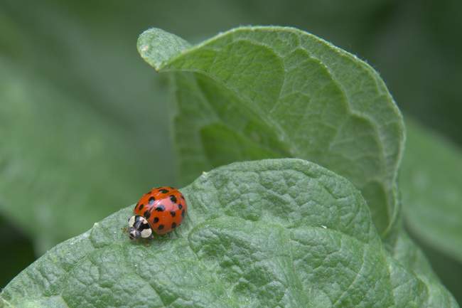 A ladybug chills out at Meadowlark Gardens