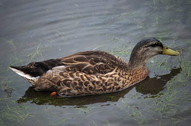 He didn't have to even swim...