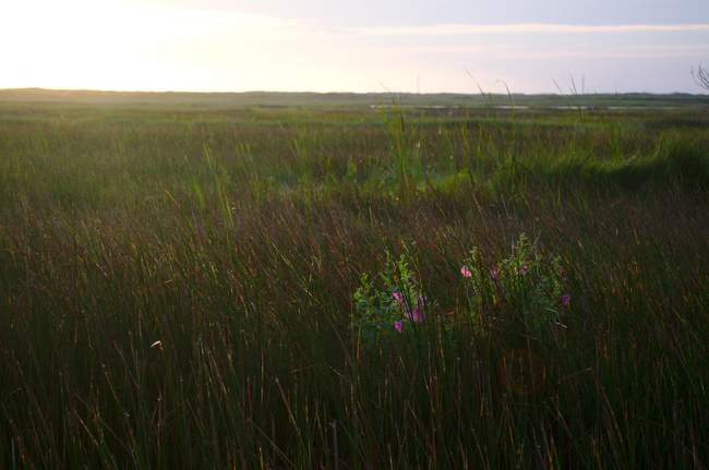These flowers stood out in the marsh