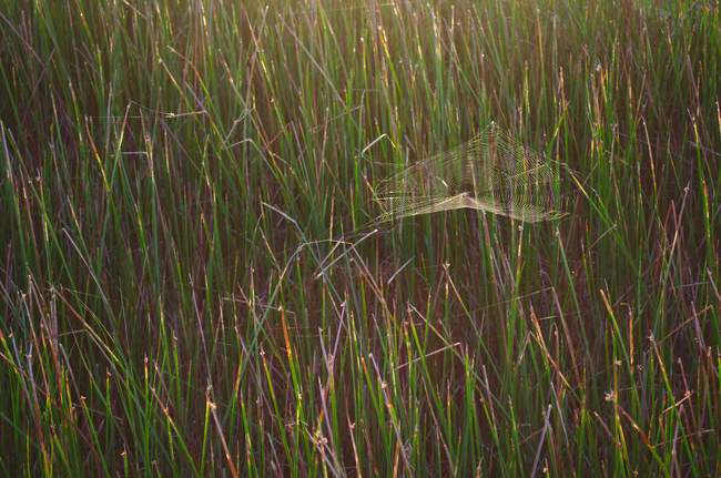 The morning sun highlights a spider web nicely