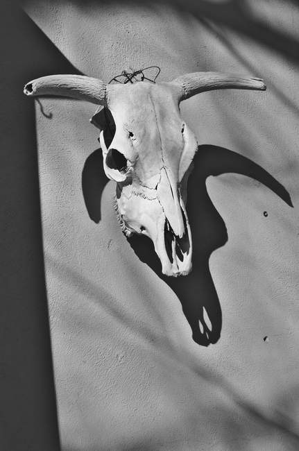 Welcome to Middleburg! Here's a skull.