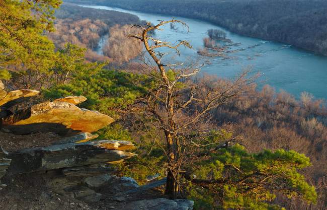 I just love the look of this old tree.