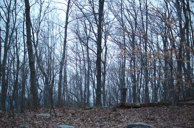 The view from the hammock, about 7am.