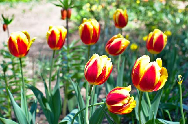 Wandering through the garden.