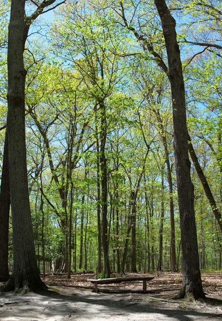 A peaceful bench in the woods.