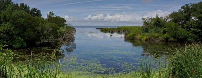 A great view from the Duck boardwalk.