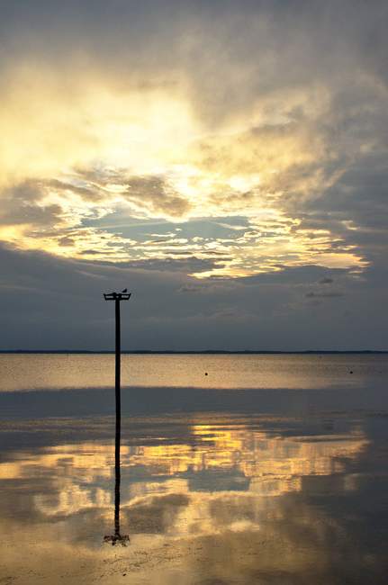 A bird surveys the sunset.